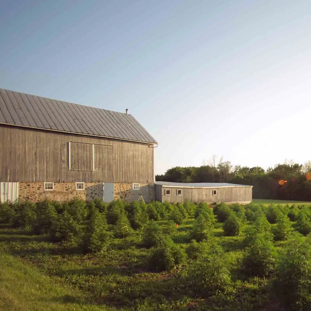 This image depicts a serene farm scene featuring a rustic wooden barn with a metal roof, sitting adjacent to a lush, organized field of cannabis plants. The bright, clear sky and sun casting a warm glow over the landscape suggest it's early morning or late afternoon. The setting evokes a peaceful, rural atmosphere, highlighting the agricultural aspect of cannabis cultivation.