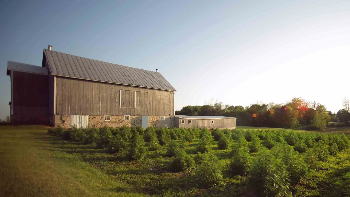 This image depicts a serene farm scene featuring a rustic wooden barn with a metal roof, sitting adjacent to a lush, organized field of cannabis plants. The bright, clear sky and sun casting a warm glow over the landscape suggest it's early morning or late afternoon. The setting evokes a peaceful, rural atmosphere, highlighting the agricultural aspect of cannabis cultivation.